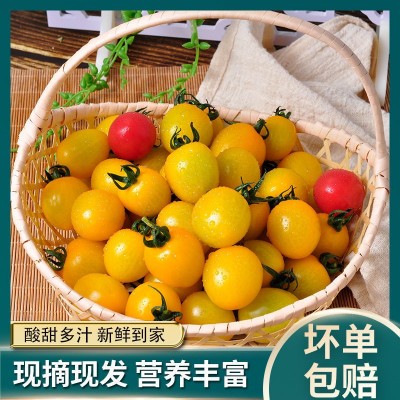 黄色圣女果夏日阳光新鲜番茄自然熟多汁千禧孕妇水果小西红柿包邮图3