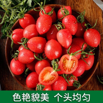 新鲜圣女果个大饱满甜嫩营养 农家自种樱桃小番茄包邮水果蔬菜图2