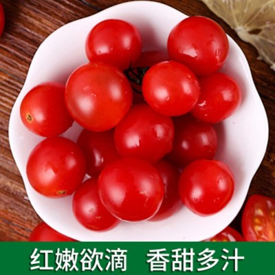 新鲜圣女果个大饱满甜嫩营养 农家自种樱桃小番茄包邮水果蔬菜图3