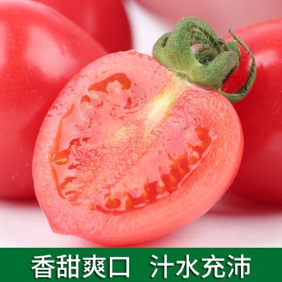 新鲜圣女果个大饱满甜嫩营养 农家自种樱桃小番茄包邮水果蔬菜图4