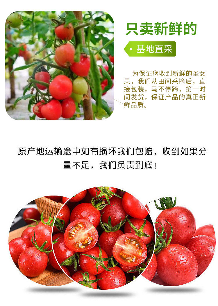 圣女果_18.jpg
