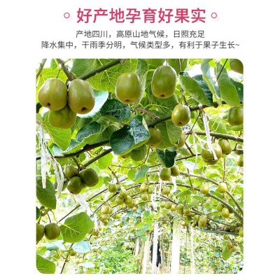 四川蒲江红心猕猴桃新鲜奇异果应当季孕妇水果大果整箱包邮水果图3
