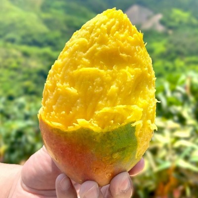 四川攀枝花凯特芒新鲜热带水果当季现摘特大礼盒装整箱包邮 支持图3