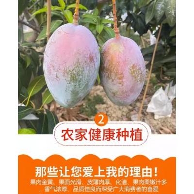四川攀枝花凯特芒新鲜热带水果当季现摘特大礼盒装整箱包邮 支持图2
