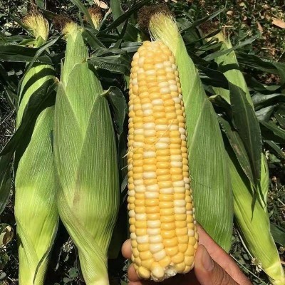 水果玉米批发云南当季新鲜金银现掰爆浆甜生吃玉米棒10斤整箱包邮图2