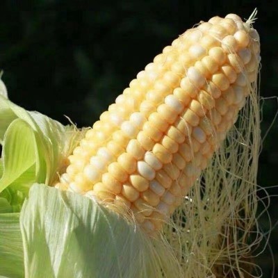 水果玉米批发云南当季新鲜金银现掰爆浆甜生吃玉米棒10斤整箱包邮图3
