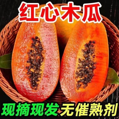 木瓜树上熟红心木瓜新鲜水果批发价冰糖心木瓜牛奶大果批发图2