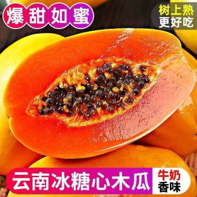 木瓜树上熟红心木瓜新鲜水果批发价冰糖心木瓜牛奶大果批发图3
