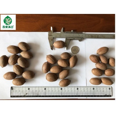 【生原料】碧根果原料生坚果新鲜山核桃原味原料批发 中果 生图3