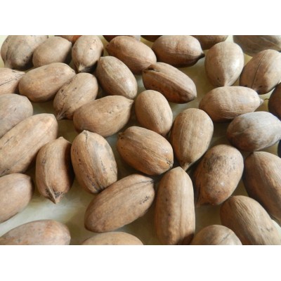 【生原料】碧根果原料生坚果新鲜山核桃原味原料批发 中果 生图1