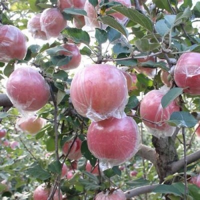 山西红富士苹果当季新鲜水果脆甜苹果一件代发图2