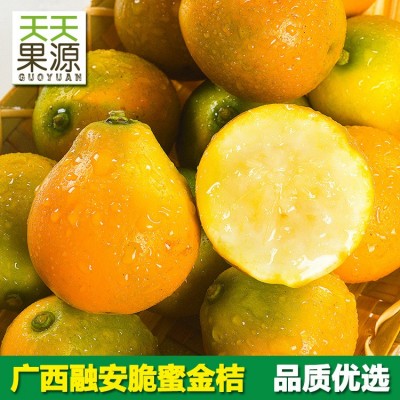产地货源 广西融安脆蜜金桔特大果2盒装纯甜新鲜水果批发一件代发