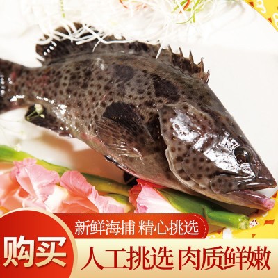 深海野生石斑鱼肉质鲜嫩营养美味石斑鱼冷冻珍珠斑鱼龙胆老虎斑