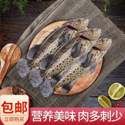 深海野生石斑鱼肉质鲜嫩营养美味石斑鱼冷冻珍珠斑鱼龙胆老虎斑图2
