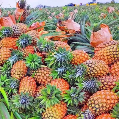 海南金钻凤梨新鲜水果当季应季正宗仓库手撕9斤大果一件代发整箱图2