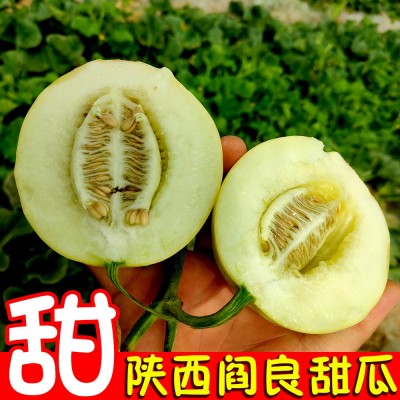 现摘陕西阎良甜瓜新鲜水果关山小籽小香瓜脆甜蜜瓜一件代发