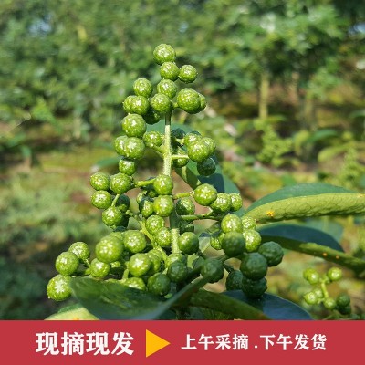 新鲜青花椒陕西渭南韩城保鲜花椒合阳家用藤椒麻椒湿花椒火锅调味图4