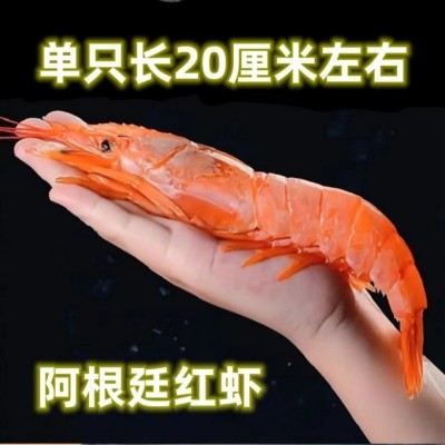 进口阿根廷红虾批发 冷冻新鲜个大红虾鲜活海捕海鲜水产船冻L1级