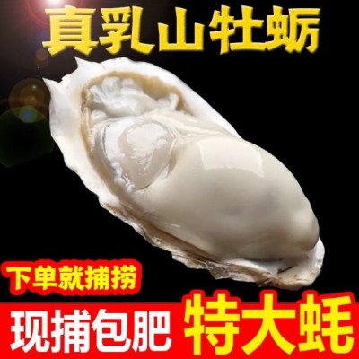 顺丰包邮乳山生蚝鲜活烧烤新鲜海蛎子5斤 生蚝 特大海鲜牡蛎贝壳图4