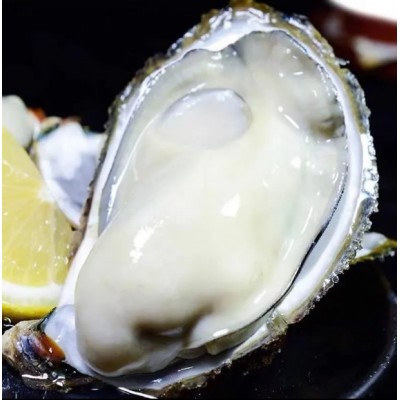 顺丰包邮乳山生蚝鲜活烧烤新鲜海蛎子5斤 生蚝 特大海鲜牡蛎贝壳