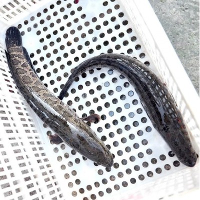 野生乌鱼活鱼新鲜黑鱼招财鱼新鲜鱼片炖汤术后滋补淡水鱼鲜活黑鱼图3