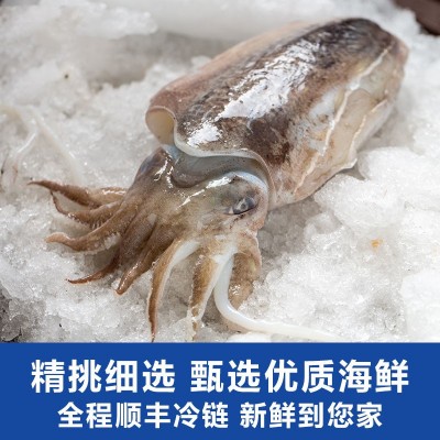 Ⅰ【严选食材供应】深海大墨鱼刺身中鲜目鱼花新鲜鱿鱼花墨鱼单鱿图4