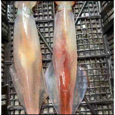Ⅰ【严选食材供应】深海大墨鱼刺身中鲜目鱼花新鲜鱿鱼花墨鱼单鱿