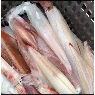 Ⅰ【严选食材供应】深海大墨鱼刺身中鲜目鱼花新鲜鱿鱼花墨鱼单鱿图3