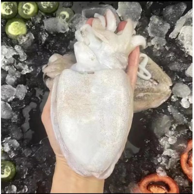 Ⅰ【严选食材供应】深海大墨鱼刺身中鲜目鱼花新鲜鱿鱼花墨鱼单鱿图2