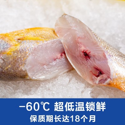 Ⅰ【严选食材供应】小黄鱼新鲜大黄花鲜活冷冻黄花鱼商用批发代发图2