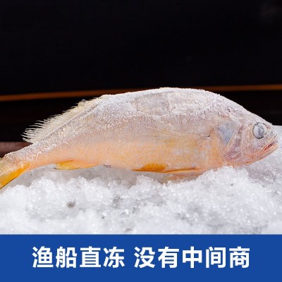 Ⅰ【严选食材供应】小黄鱼新鲜大黄花鲜活冷冻黄花鱼商用批发代发图3