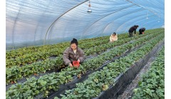 孟州：绿色种植拓宽特色农业路