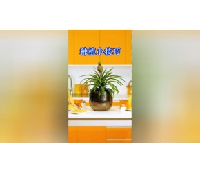 种植小技巧！