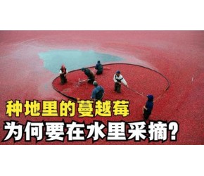 种植在地上的蔓越莓，采摘时为何要泡在水里？这有什么讲究？