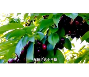 为什么车厘子那么贵？看下樱桃种植全过程.