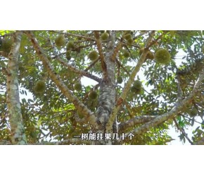 为什么榴莲卖这么贵？看下榴莲种植到收获全过程就懂了