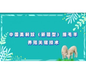 新疆细毛羊养殖的关键技术