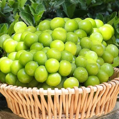 正宗4斤阳光玫瑰晴王新鲜葡萄青提现摘水果无籽阳光玫瑰一件代发图3