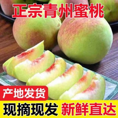 山东青州蜜桃冬桃新鲜桃子脆甜毛桃当季时令孕妇水果冬桃青州蜜桃
