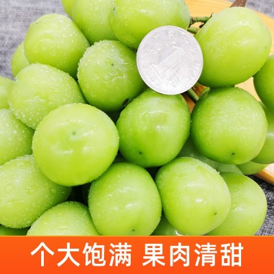 阳光玫瑰葡萄1斤晴王葡萄新鲜无籽葡萄香印青提水果新鲜当季整箱图4
