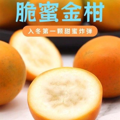 【融安滑皮金桔&脆蜜金柑】现摘现发脆皮金桔5斤新鲜水果一件代发