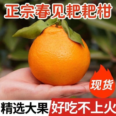 【四川春见耙耙柑】现摘现发非青见非爱媛非丑橘8斤新鲜水果代发