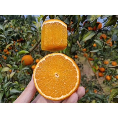 四川爱媛38号果冻橙，无籽无渣，粒粒爆汁可食用率高达95%以上图3