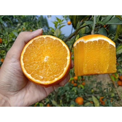 四川爱媛38号果冻橙，无籽无渣，粒粒爆汁可食用率高达95%以上图4