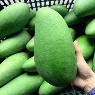 越南大青芒新鲜孕妇水果大芒果青皮大脸芒肉厚香甜多汁一件代发图4