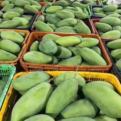 越南大青芒新鲜孕妇水果大芒果青皮大脸芒肉厚香甜多汁一件代发图3