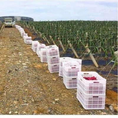 红心火龙果金都一号当季新鲜水果整箱批发火龙果大果5斤包邮送礼图4