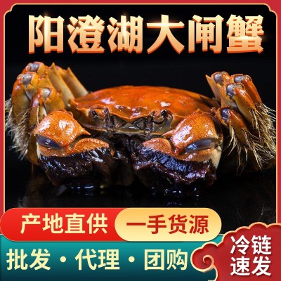 大闸蟹阳澄湖镇螃蟹鲜活中秋现货生鲜礼盒团购批发一件代发招代理