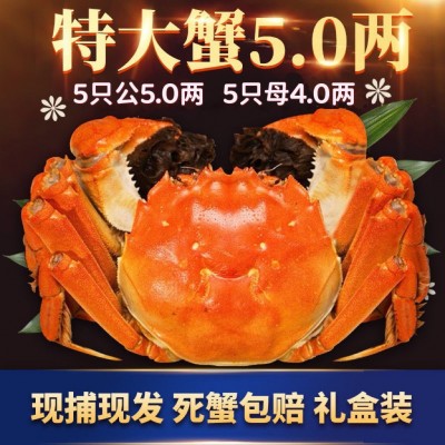 大闸蟹团购现货特大鲜活螃蟹公母蟹海鲜水产礼盒装批发顺丰包邮