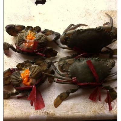 母蟹100克缅甸孟加拉蟹肉蟹青蟹顺丰发货包活包邮 量小享受批发价图2
